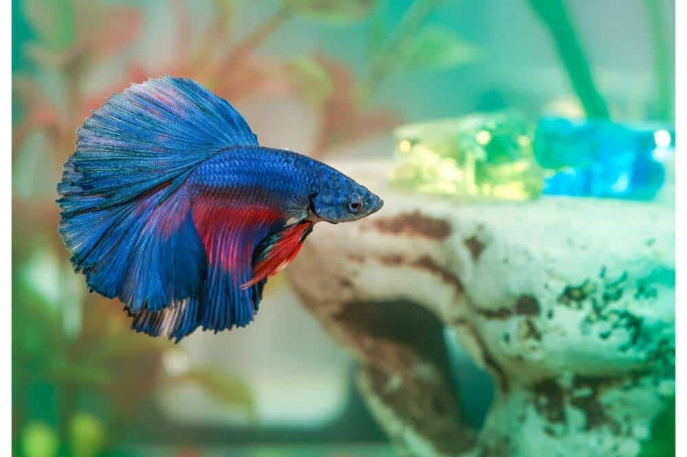 Do Betta Fish Need A Filter