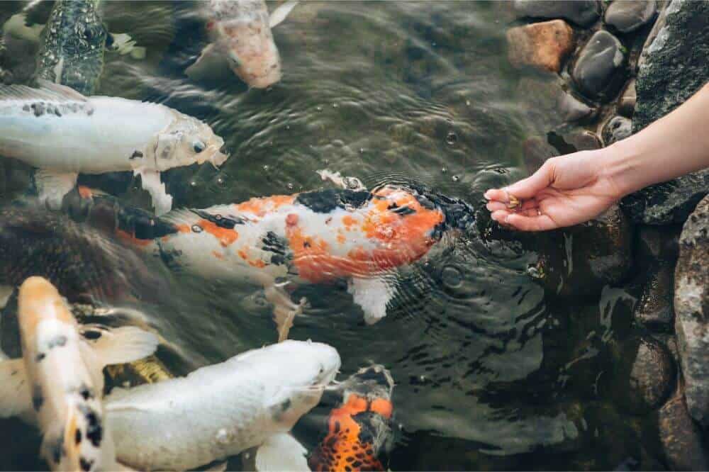 How Often To Feed Fish